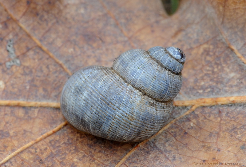 Pomatia elegans del Chianti